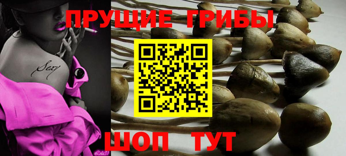 Губкин  Псилоцибиновые грибы прущие грибы  Вход с VPN  Галлюциногенные грибы Magic Shrooms 